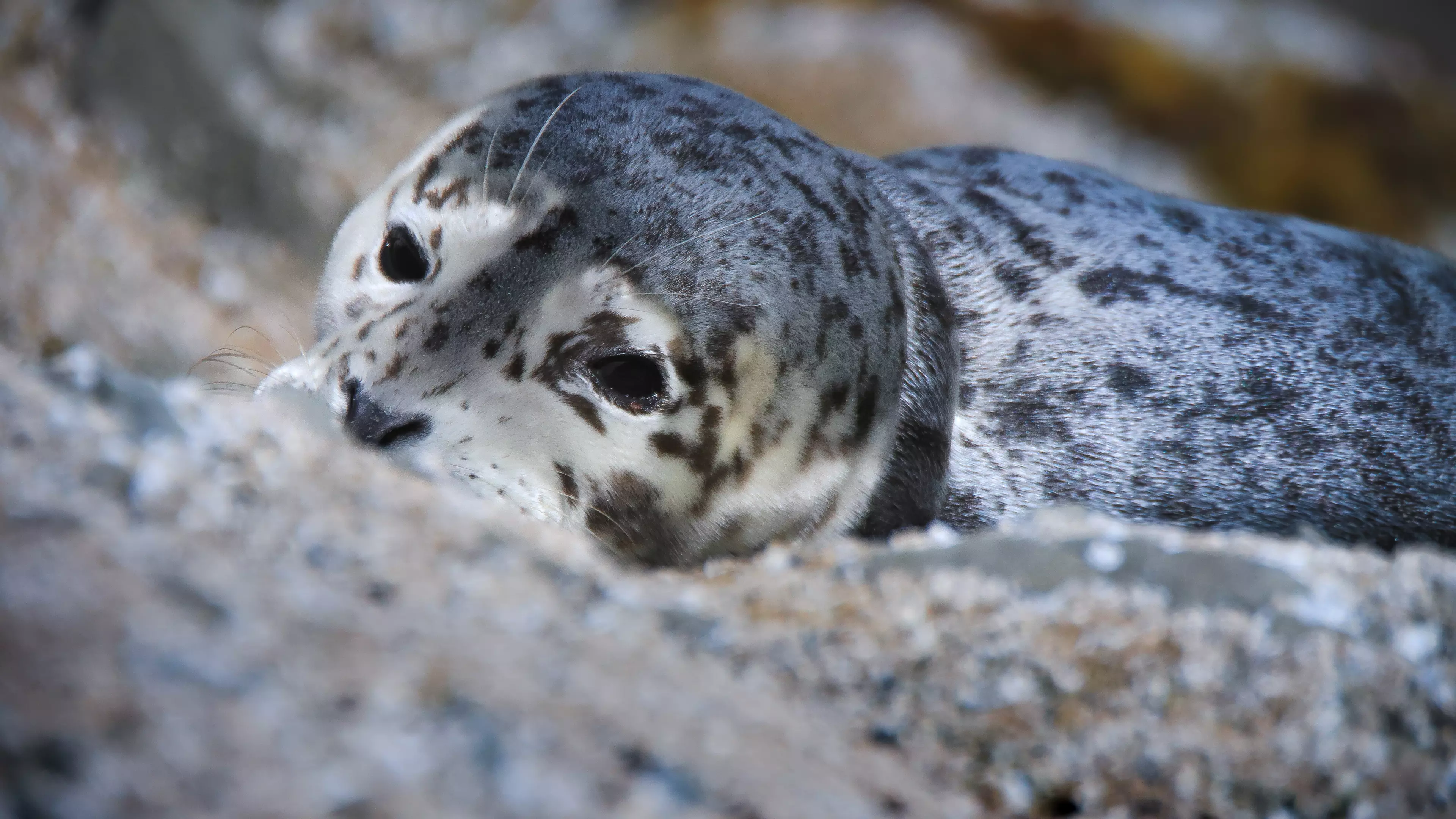 Baby Harbor Seal